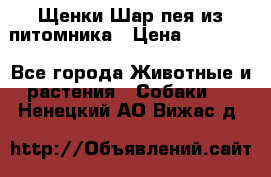 Щенки Шар пея из питомника › Цена ­ 25 000 - Все города Животные и растения » Собаки   . Ненецкий АО,Вижас д.